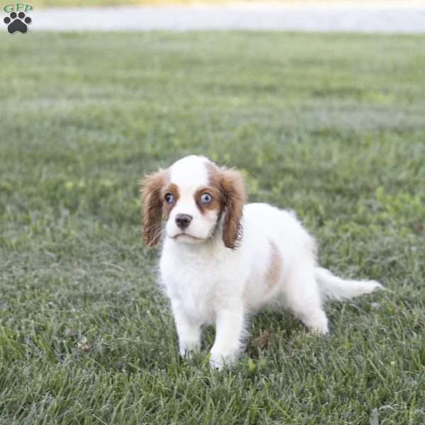 Clark, Cavalier King Charles Spaniel Puppy